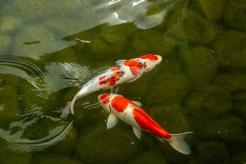 德系锦鲤图片大全,图鉴中的优雅与魅力