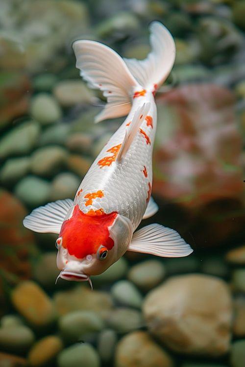 德系锦鲤图片大全,图鉴中的优雅与魅力