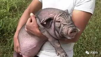 奇猪视频在线观看,畅游网络，尽享欢乐时光