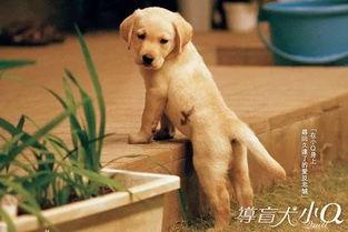 日本电影导盲犬,日本电影中的感人故事