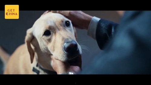 日本电影导盲犬,日本电影中的感人故事