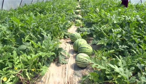 林州吃瓜最新爆料,揭秘最新爆料背后的真相