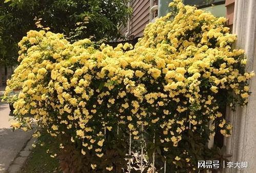 黄木香图片,自然界的芬芳瑰宝