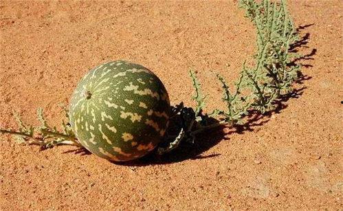 陕西沙漠瓜今日价,价格行情一览